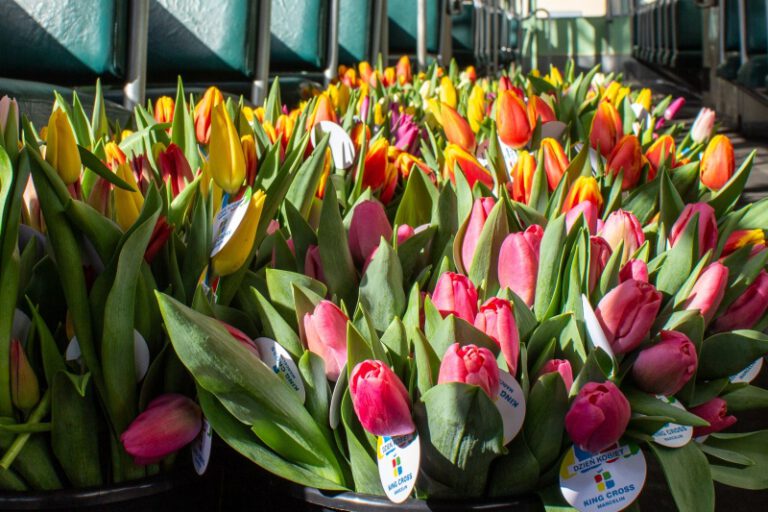 kolorowe tulipany w tramwaju