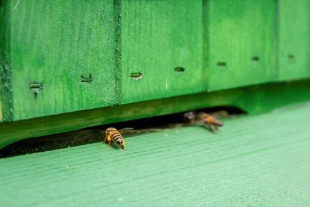 Pszczoły wchodzące do ula