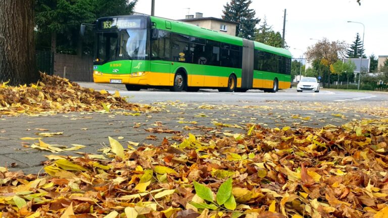 Na pierwszym planie opadłe z drzewa, żółte liście, w tle autobus MPK Poznań