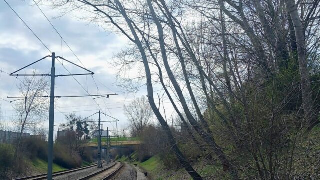 Drzewa pochylające się w stronę torowiska i sieci trakcyjnej