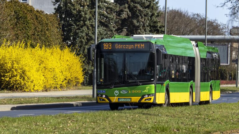 Autobus elektryczny na tle kwitnących na żółto forsycji