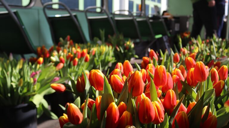Setki tulipanów we wnętrzu historycznego tramwaju