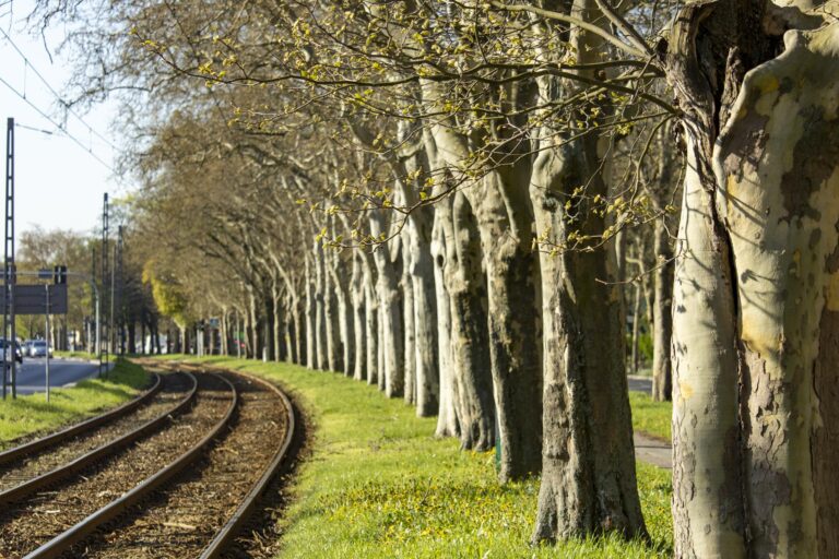 Ulica Przybyszewskiego - aleja drzew przy torowisku